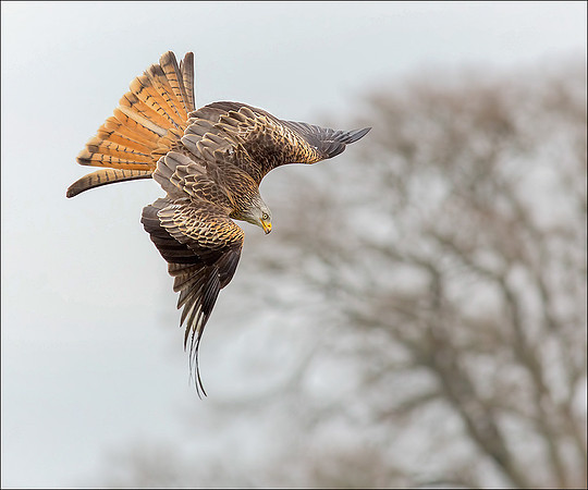 KITE5