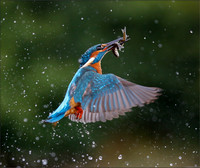 KING DIVE2