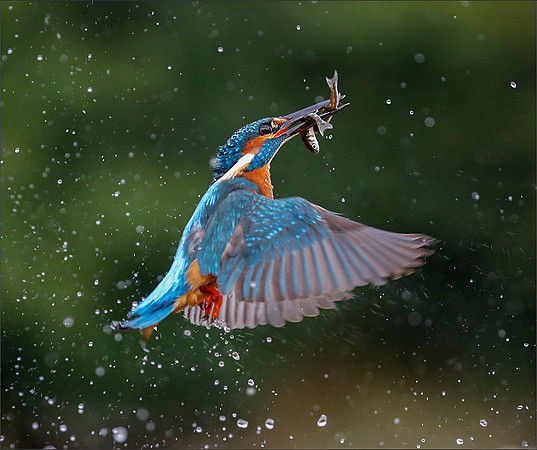 KING DIVE2