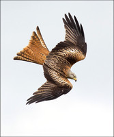 KITE6