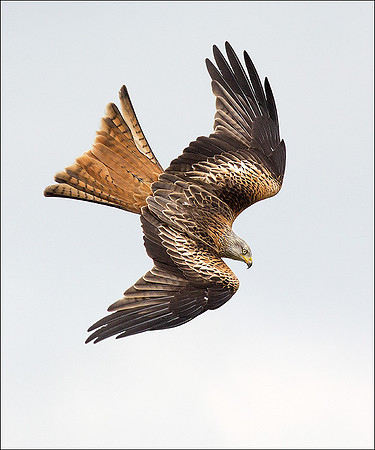 KITE6