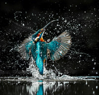 Kingfisher 3