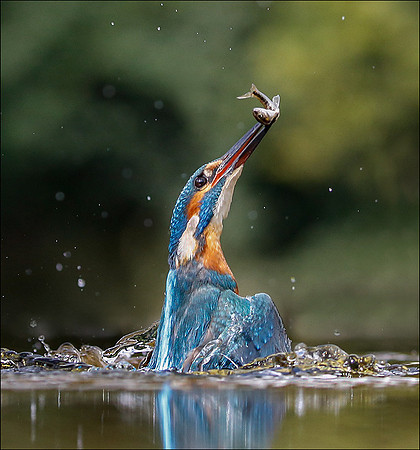 KING DIVE5
