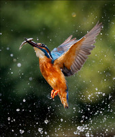 KING DIVE6