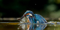 KING DIVE7