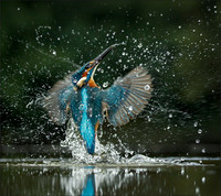 KING DIVE3