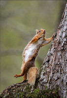 Squirrels