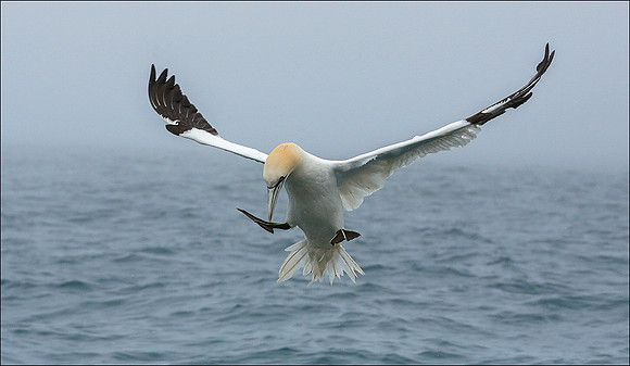 GANNET9