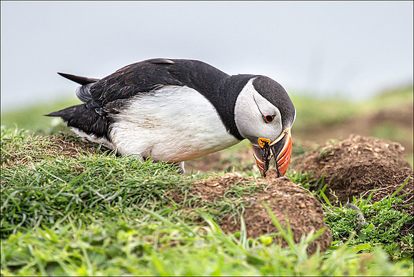 Puffin excavating