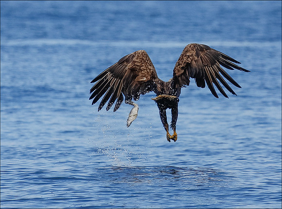 White tailed eagle drops fish
