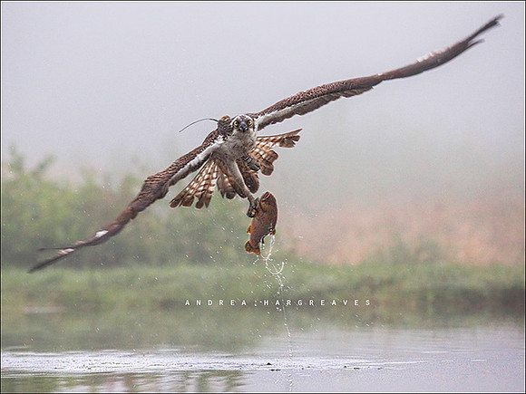 Osprey through the mist