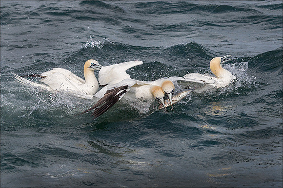 GANNET2
