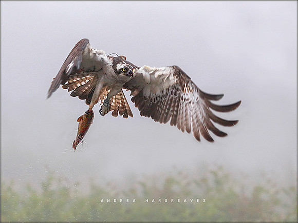 Osprey through the mist..