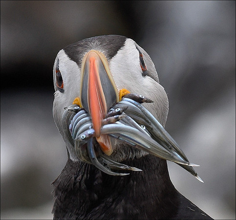 Eels blowing in the wind