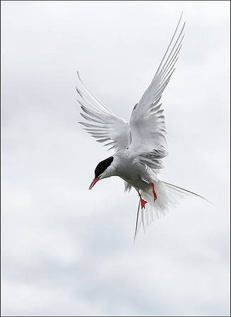 Tern