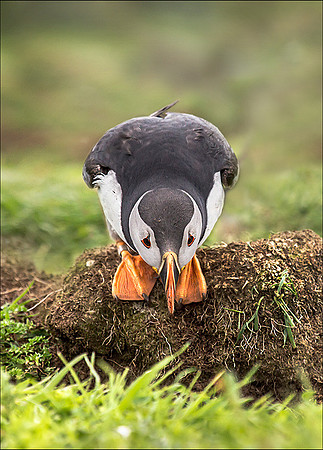 Peering into the burrow