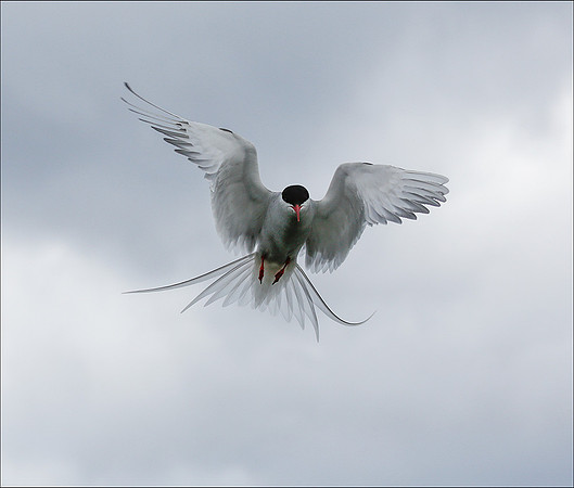Tern