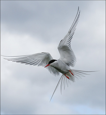 Tern