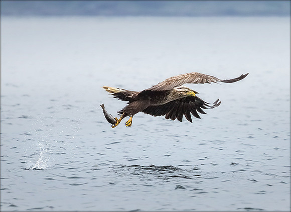 white tailed eagle snatching fish