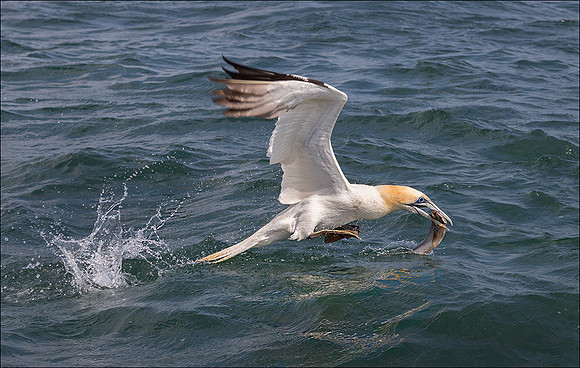GANNET4