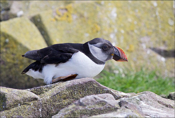 Puffin loosing its breeding plumage