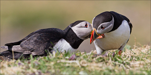 Puffins billing
