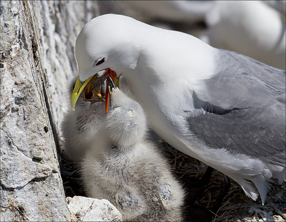 KITTIWAKE