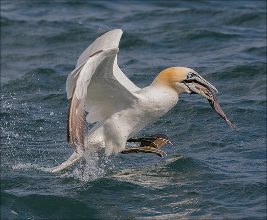 GANNET5