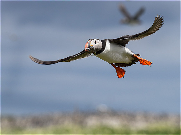 coming into land