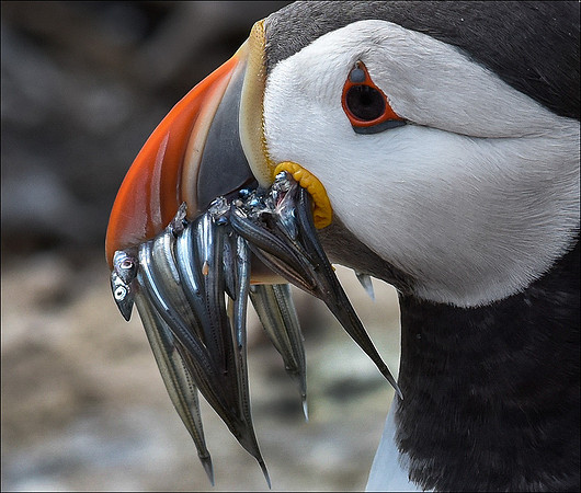 mouth full of eels