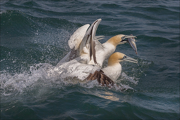 GANNET3