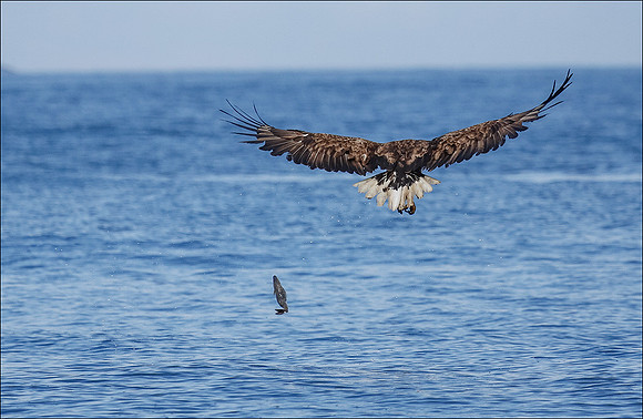 white tailed eagle dropping fish