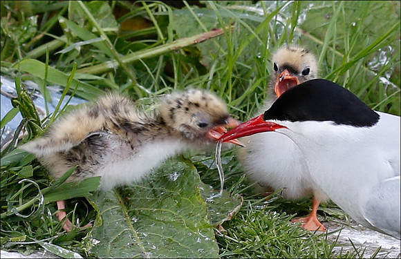 feeding chicks