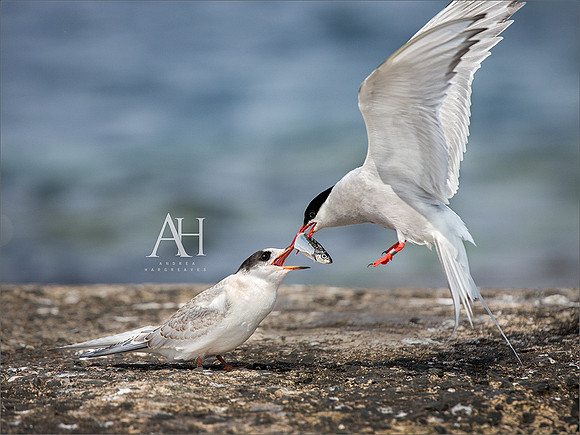 Tern feeding chick