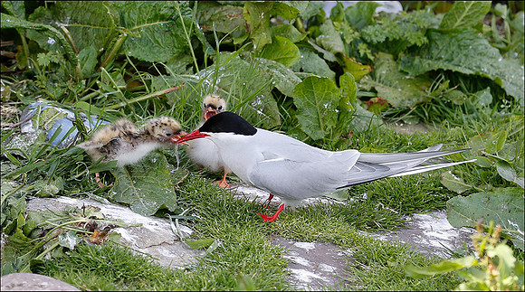 Tern feeding chick