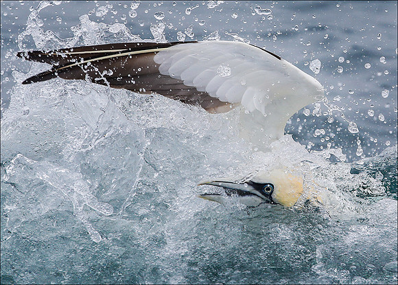 GANNET8