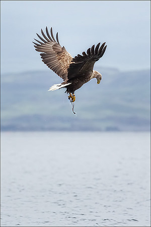 White tailed eagle mull