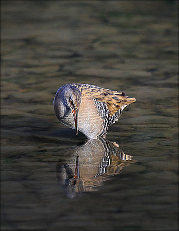 WATERAIL2