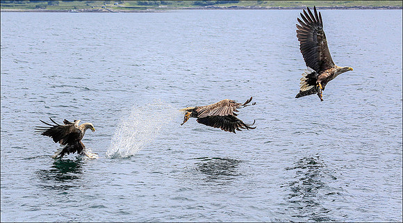White tailed eagle swoop