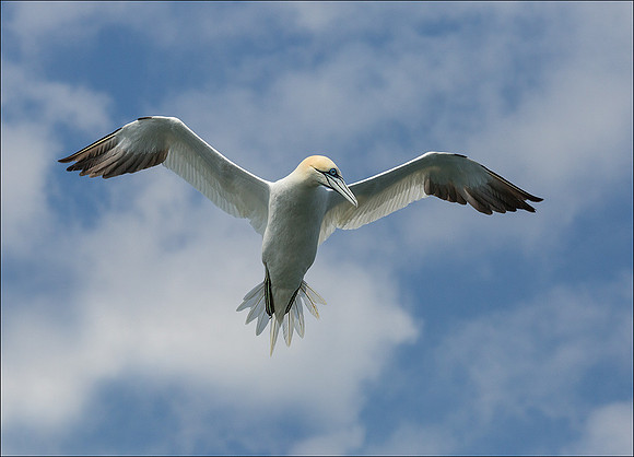 GANNET1