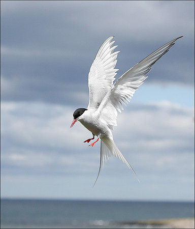 Tern