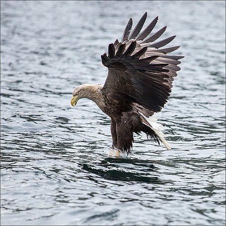 White tailed eagle grab