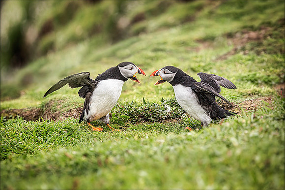Puffin agression