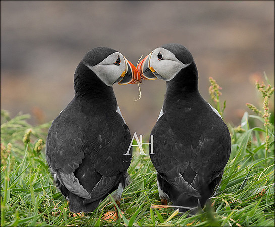 Puffins Bonding