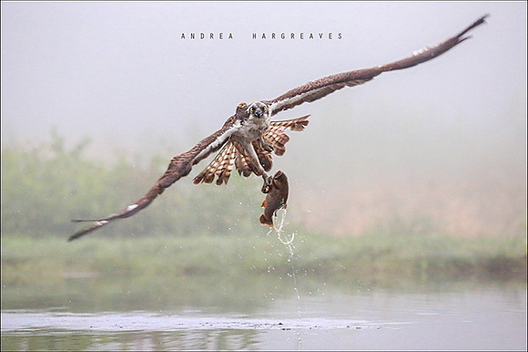 Osprey throught the mist.