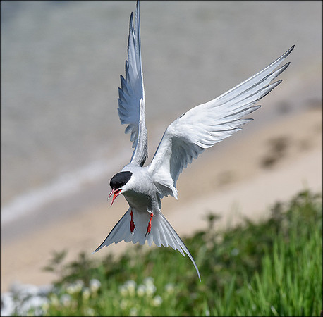 Tern