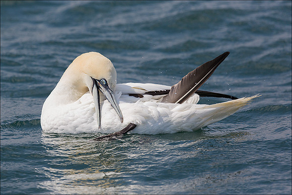 GANNET